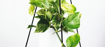 世界地图上标注出进入足球世界杯决赛圈的国家，展示全球参与